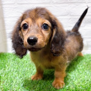 兵庫県のカニンヘンダックスフンド(ロング) (ワンニャンハウス西宮中央店/2025年10月16日生まれ/男の子/シェーデットレッド)の子犬の1枚目の画像