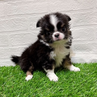 兵庫県のチワワ(ロング) (ワンニャンハウス西宮中央店/2025年12月1日生まれ/男の子/ブラッククリームホワイト)の子犬の3枚目の画像