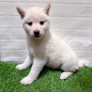 兵庫県の柴犬(標準サイズ) (ワンニャンハウス西宮中央店/2025年10月20日生まれ/女の子/白)の子犬の4枚目の画像