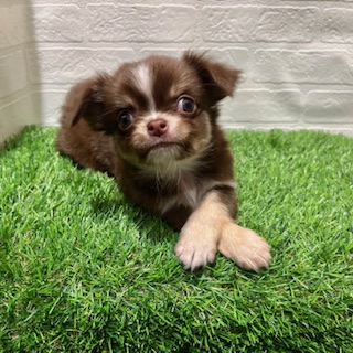 兵庫県のチワワ(ロング) (ワンニャンハウス西宮中央店/2025年8月28日生まれ/男の子/チョコレートタンホワイト)の子犬の1枚目の画像