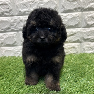 三重県のトイプードル(トイ) (ワンニャンハウス四日市店/2026年4月5日生まれ/女の子/ブラックタン)の子犬の2枚目の画像