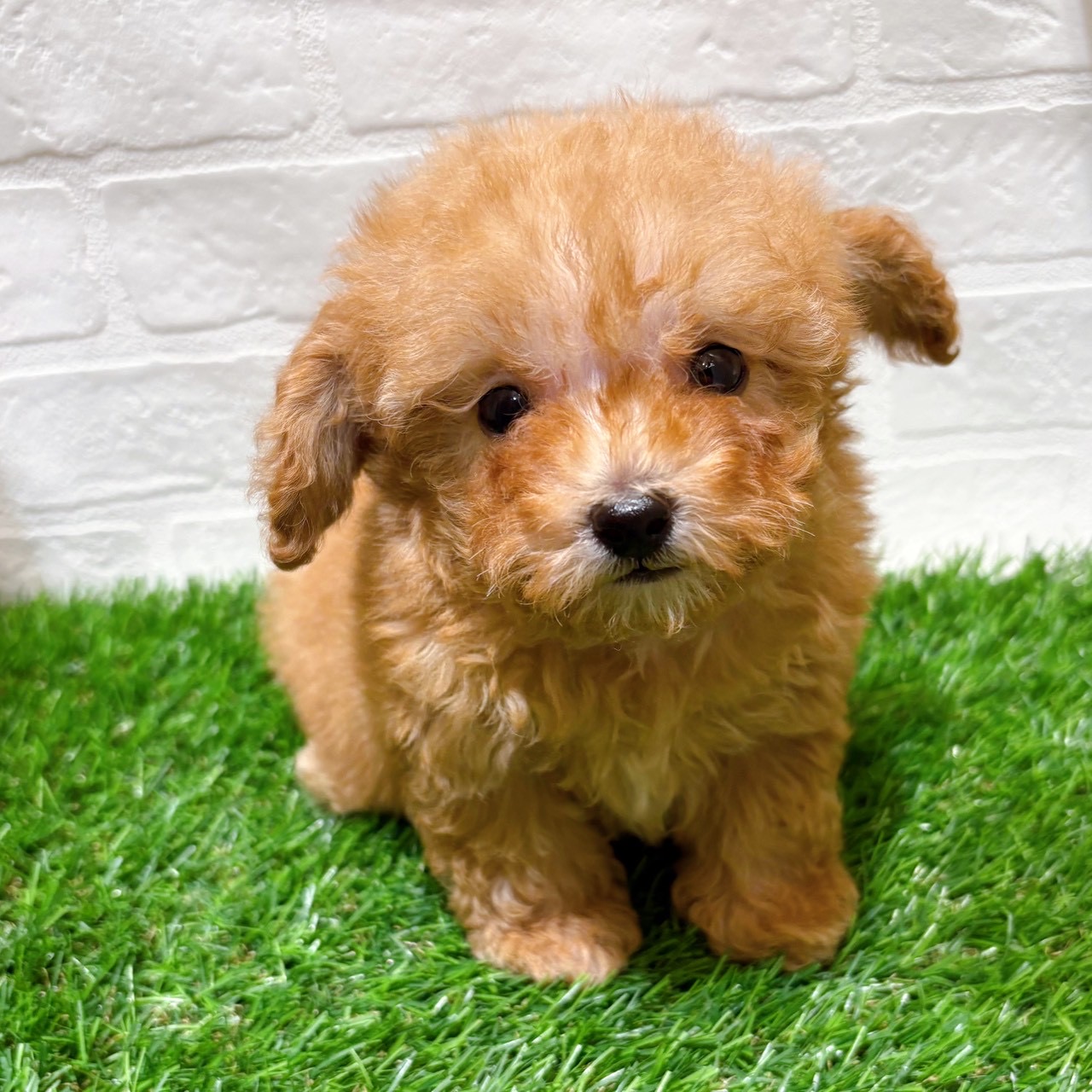 兵庫県のトイプードル(トイ) (ワンニャンハウス西宮中央店/2026年1月11日生まれ/男の子/オレンジフォーン)の子犬の3枚目の画像
