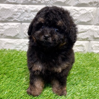 三重県のトイプードル(トイ) (ワンニャンハウス四日市店/2026年4月5日生まれ/女の子/ブラックタン)の子犬の3枚目の画像
