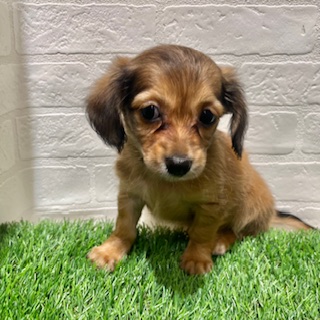 兵庫県のチワックス(チワワ×ダックス) (ワンニャンハウス西宮中央店/2025年8月31日生まれ/男の子/フォーン)の子犬の2枚目の画像