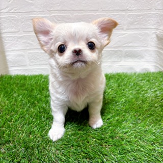 兵庫県のチワワ(ロング) (ワンニャンハウス西宮中央店/2025年11月14日生まれ/男の子/クリームホワイト)の子犬の2枚目の画像