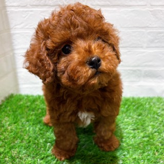 兵庫県のトイプードル(トイ) (ワンニャンハウス西宮中央店/2025年12月14日生まれ/男の子/レッド)の子犬の3枚目の画像