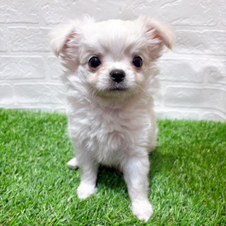 兵庫県のチワワ(ロング) (ワンニャンハウス西宮中央店/2025年10月17日生まれ/男の子/クリーム)の子犬の2枚目の画像