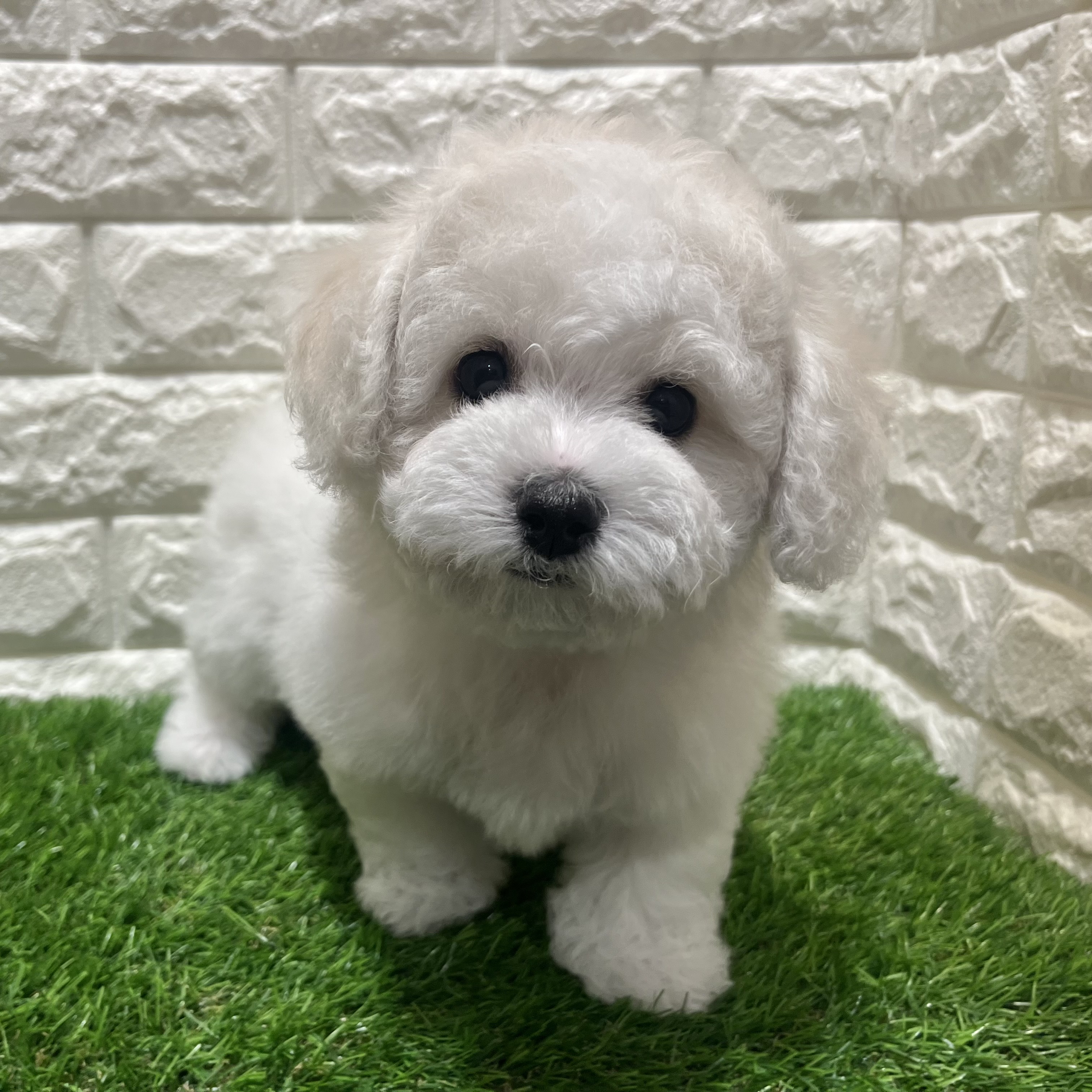 2026年1月14日生まれのビションフリーゼ