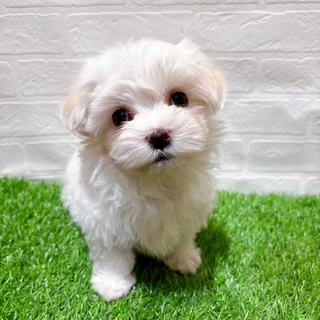 兵庫県のマルチーズ (ワンニャンハウス西宮中央店/2025年9月22日生まれ/女の子/ホワイト)の子犬の1枚目の画像