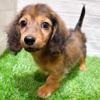 兵庫県のカニンヘンダックスフンド(ロング) (ワンニャンハウス西宮中央店/2025年10月16日生まれ/男の子/シェーデットレッド)の子犬の4枚目の画像