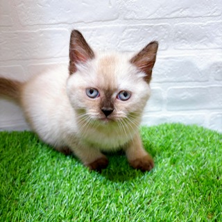 兵庫県のブリティッシュショートヘアー (ワンニャンハウス西宮中央店/2025年9月3日生まれ/女の子/シールポイント)の子猫の2枚目の画像