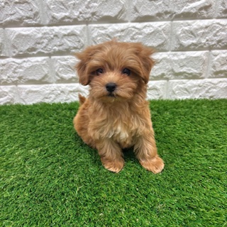 兵庫県のハーフ犬・ミックス犬 (ワンニャンハウス西宮中央店/2026年3月8日生まれ/女の子/アプリコット)の子犬の4枚目の画像