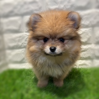 兵庫県のポメラニアン (ワンニャンハウス西宮中央店/2026年1月24日生まれ/女の子/オレンジセーブル)の子犬の1枚目の画像