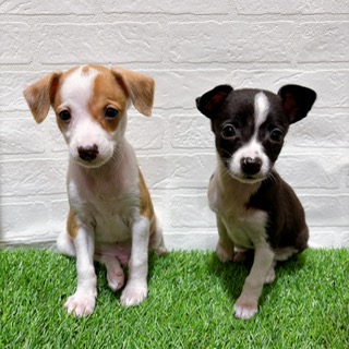 兵庫県のハーフ犬・ミックス犬 (ワンニャンハウス西宮中央店/2025年9月28日生まれ/男の子/フォーンホワイト)の子犬の3枚目の画像