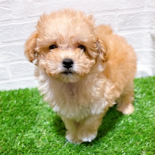 兵庫県のマルプー(マルチーズ×プードル) (ワンニャンハウス西宮中央店/2025年12月14日生まれ/男の子/クリーム)の子犬の4枚目の画像