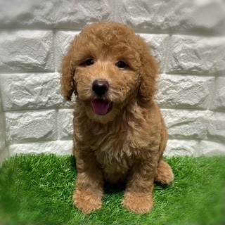 兵庫県のミディアムプードル (ワンニャンハウス西宮中央店/2026年2月10日生まれ/女の子/オレンジフォーン)の子犬の4枚目の画像