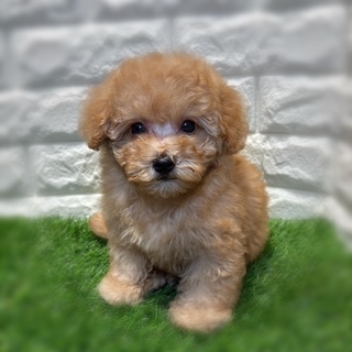 兵庫県のマルプー(マルチーズ×プードル) (ワンニャンハウス西宮中央店/2026年2月2日生まれ/男の子/クリーム)の子犬の1枚目の画像