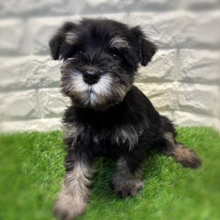 兵庫県のミニチュアシュナウザー (ワンニャンハウス西宮中央店/2026年1月24日生まれ/女の子/ブラックシルバー)の子犬の2枚目の画像