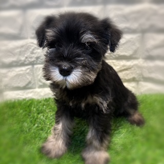 兵庫県のミニチュアシュナウザー (ワンニャンハウス西宮中央店/2026年1月24日生まれ/女の子/ブラックシルバー)の子犬の4枚目の画像