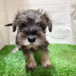 兵庫県のミニチュアシュナウザー (ワンニャンハウス西宮中央店/2025年9月1日生まれ/女の子/ソルトペッパー)の子犬の2枚目の画像