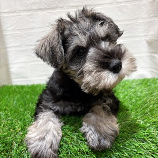 兵庫県のミニチュアシュナウザー (ワンニャンハウス西宮中央店/2025年12月15日生まれ/男の子/ソルトペッパー)の子犬の3枚目の画像