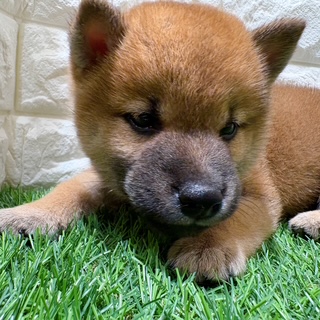 兵庫県の柴犬(標準サイズ) (ワンニャンハウス西宮中央店/2026年6月21日生まれ/男の子/赤)の子犬の2枚目の画像