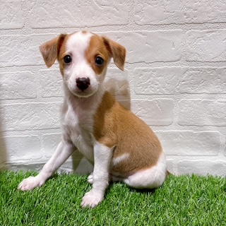 兵庫県のハーフ犬・ミックス犬 (ワンニャンハウス西宮中央店/2025年9月28日生まれ/男の子/フォーンホワイト)の子犬の1枚目の画像