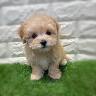 兵庫県のマルプー(マルチーズ×プードル) (ワンニャンハウス西宮中央店/2026年1月26日生まれ/男の子/アプリコット)の子犬の1枚目の画像