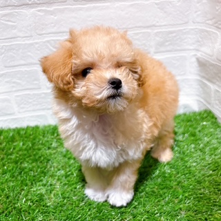 兵庫県のマルプー(マルチーズ×プードル) (ワンニャンハウス西宮中央店/2025年12月14日生まれ/男の子/クリーム)の子犬の3枚目の画像