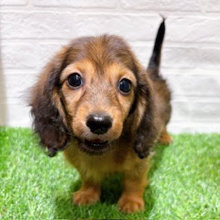 兵庫県のカニンヘンダックスフンド(ロング) (ワンニャンハウス西宮中央店/2025年10月16日生まれ/男の子/シェーデットレッド)の子犬の2枚目の画像