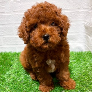 兵庫県のトイプードル(トイ) (ワンニャンハウス西宮中央店/2025年12月14日生まれ/男の子/レッド)の子犬の1枚目の画像