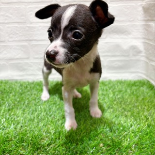 兵庫県のハーフ犬・ミックス犬 (ワンニャンハウス西宮中央店/2025年9月28日生まれ/女の子/ブラックホワイト)の子犬の2枚目の画像