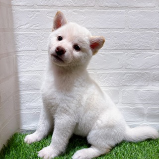 兵庫県の柴犬(標準サイズ) (ワンニャンハウス西宮中央店/2025年10月20日生まれ/女の子/白)の子犬の2枚目の画像