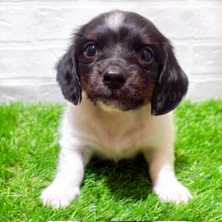 わんちゃんのハウスです わんちゃんのハウスです Amazon | PAWZ Road 犬 ベッド ドーム