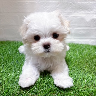 兵庫県のマルチーズ (ワンニャンハウス西宮中央店/2025年8月30日生まれ/女の子/ホワイト)の子犬の3枚目の画像