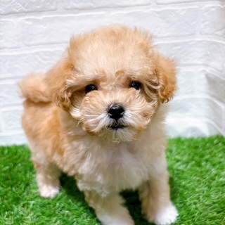 兵庫県のマルプー(マルチーズ×プードル) (ワンニャンハウス西宮中央店/2025年12月14日生まれ/男の子/クリーム)の子犬の2枚目の画像