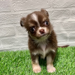 兵庫県のチワワ(ロング) (ワンニャンハウス西宮中央店/2025年8月28日生まれ/男の子/チョコレートタンホワイト)の子犬の3枚目の画像