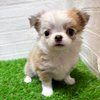 兵庫県のチワワ(ロング) (ワンニャンハウス西宮中央店/2025年11月14日生まれ/男の子/フォーンホワイト)の子犬の1枚目の画像