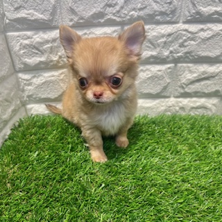 兵庫県のチワワ(ロング) (ワンニャンハウス西宮中央店/2026年2月1日生まれ/男の子/チョコレートフォーン)の子犬の3枚目の画像