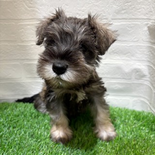 兵庫県のミニチュアシュナウザー (ワンニャンハウス西宮中央店/2025年9月1日生まれ/女の子/ソルトペッパー)の子犬の3枚目の画像