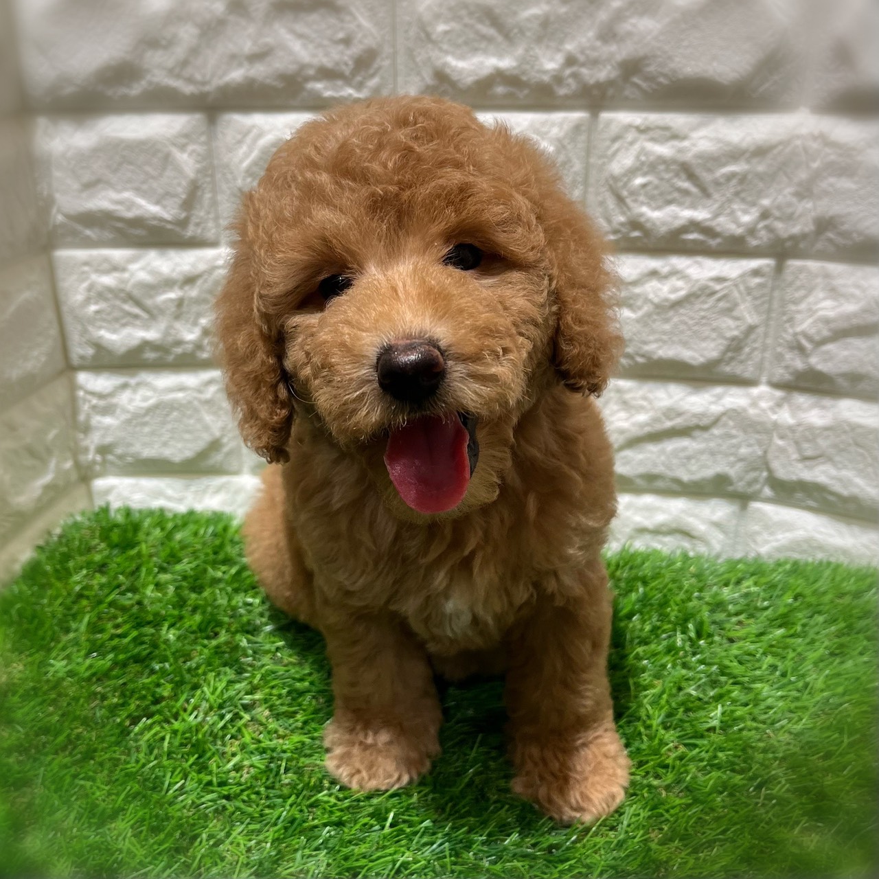 兵庫県のミディアムプードル (ワンニャンハウス西宮中央店/2026年2月10日生まれ/女の子/オレンジフォーン)の子犬の2枚目の画像