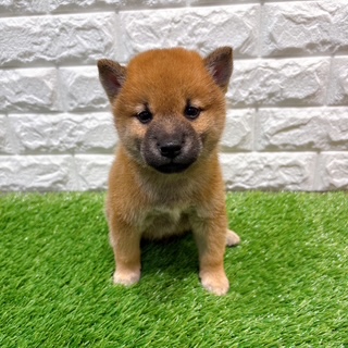 兵庫県の柴犬(標準サイズ) (ワンニャンハウス西宮中央店/2026年6月21日生まれ/男の子/赤)の子犬の1枚目の画像