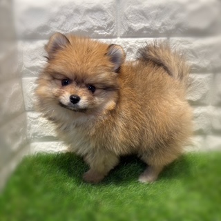 兵庫県のポメラニアン (ワンニャンハウス西宮中央店/2026年1月24日生まれ/女の子/オレンジセーブル)の子犬の2枚目の画像