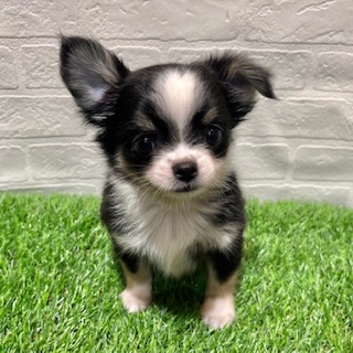 兵庫県のチワワ(ロング) (ワンニャンハウス西宮中央店/2025年8月29日生まれ/男の子/ブラックタンホワイト)の子犬の1枚目の画像