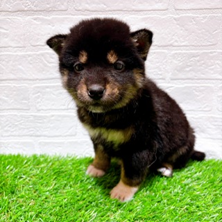 兵庫県の柴犬(標準サイズ) (ワンニャンハウス西宮中央店/2025年11月17日生まれ/男の子/黒)の子犬の1枚目の画像