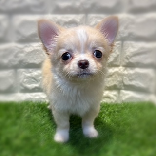 兵庫県のチワワ(ロング) (ワンニャンハウス西宮中央店/2026年2月1日生まれ/男の子/クリーム)の子犬の2枚目の画像