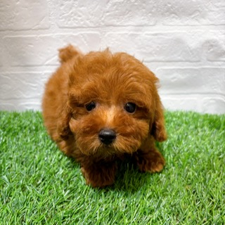 兵庫県のトイプードル(トイ) (ワンニャンハウス西宮中央店/2025年9月1日生まれ/男の子/レッド)の子犬の2枚目の画像