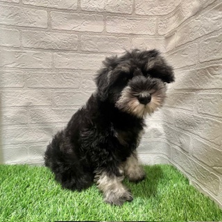 兵庫県のミニチュアシュナウザー (ワンニャンハウス西宮中央店/2025年9月11日生まれ/女の子/ブラックシルバー)の子犬の3枚目の画像