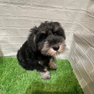 兵庫県のミニチュアシュナウザー (ワンニャンハウス西宮中央店/2025年9月11日生まれ/女の子/ブラックシルバー)の子犬の4枚目の画像