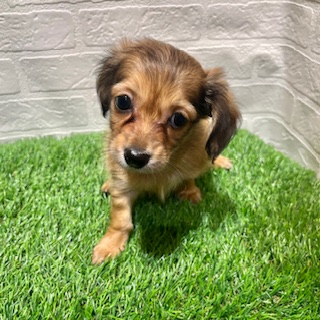 兵庫県のチワックス(チワワ×ダックス) (ワンニャンハウス西宮中央店/2025年8月31日生まれ/男の子/フォーン)の子犬の4枚目の画像